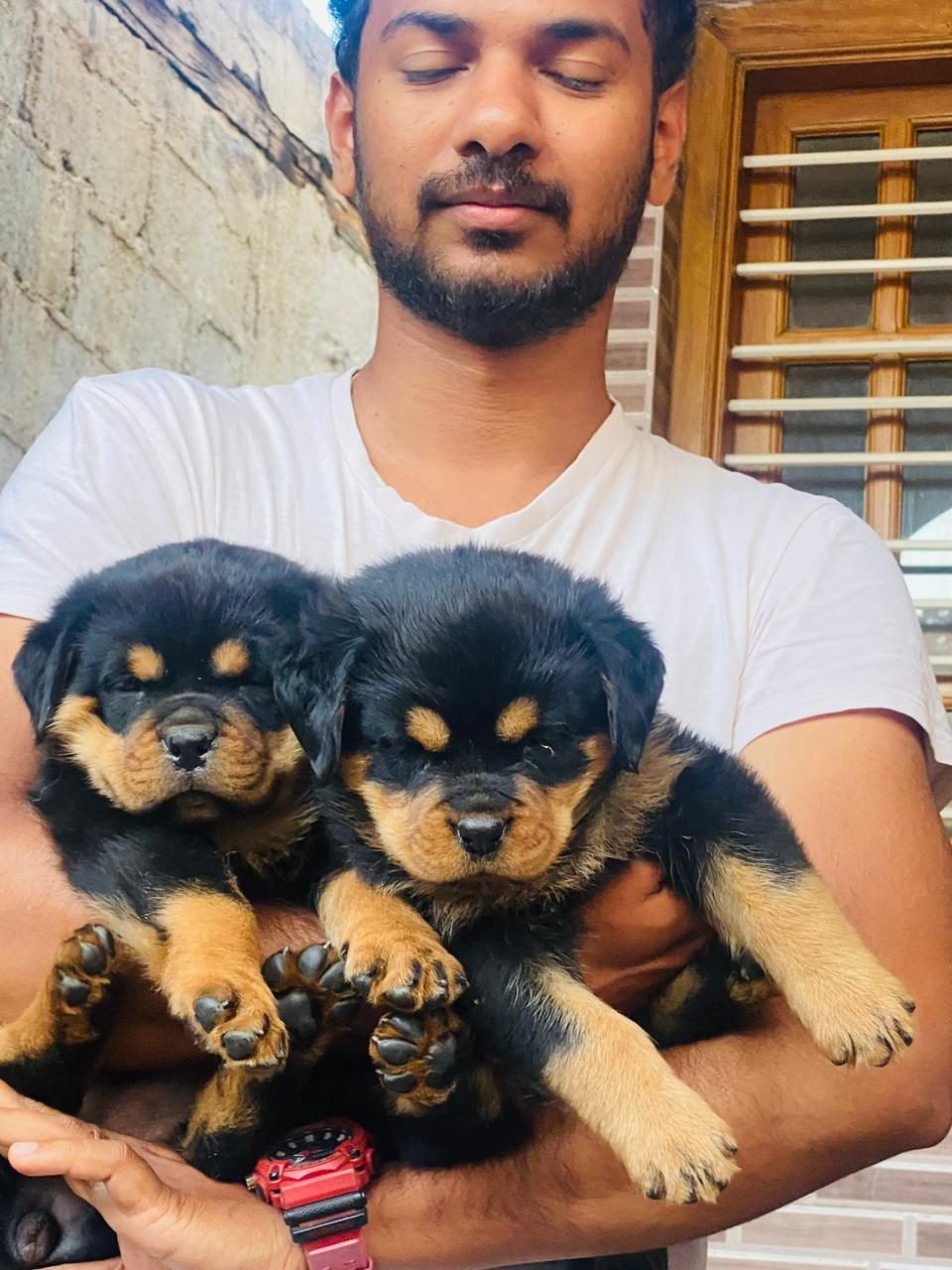 Rottweiler puppies, litter pair